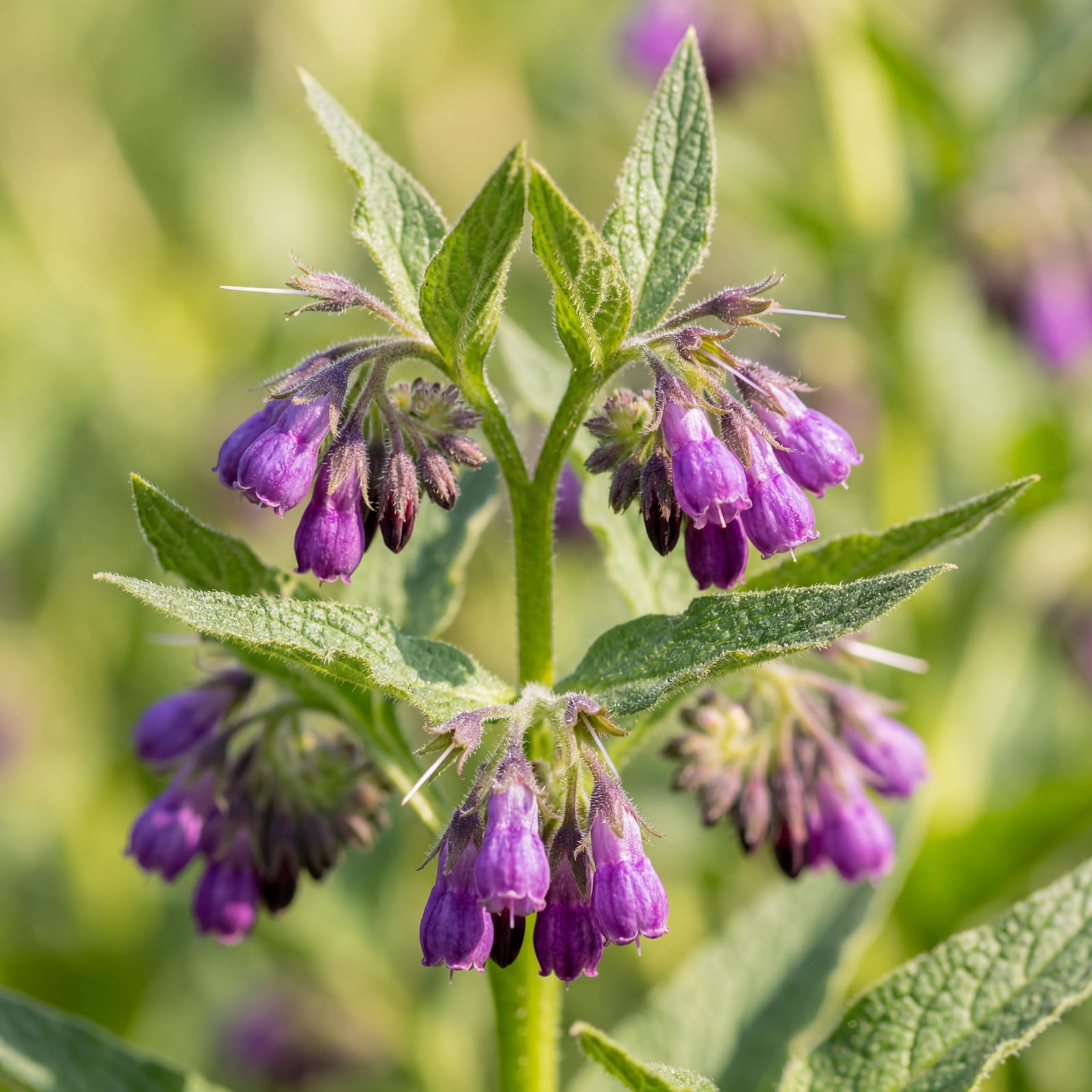 Allantoin